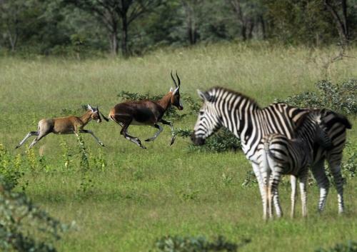 Lodge Shakati Private Game Reserve