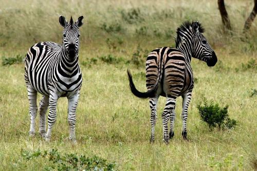 Lodge Shakati Private Game Reserve