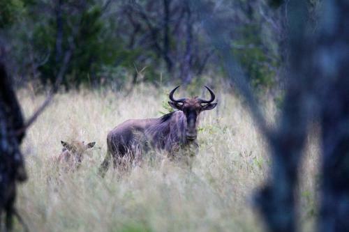 Lodge Shakati Private Game Reserve