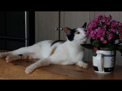 Bed & Breakfast Kavana Cottage