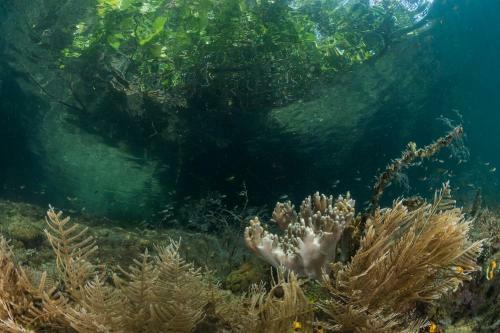 Hotel Raja Ampat Biodiversity Nature Resort