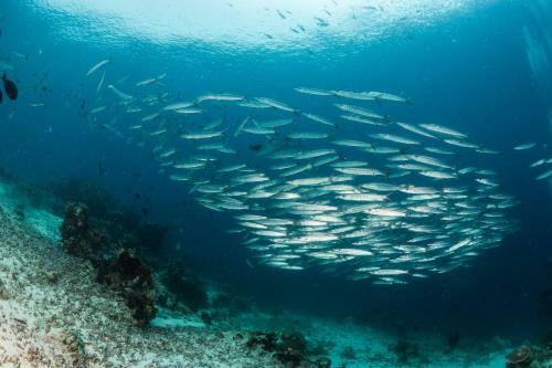 Hotel Raja Ampat Biodiversity Nature Resort