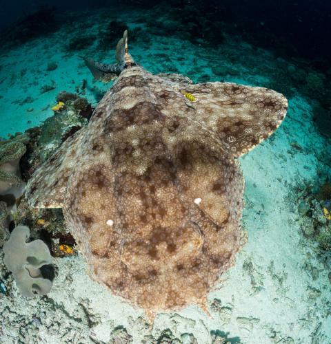 Hotel Raja Ampat Biodiversity Nature Resort
