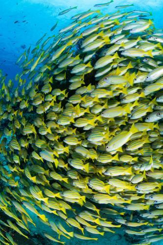 Hotel Raja Ampat Biodiversity Nature Resort