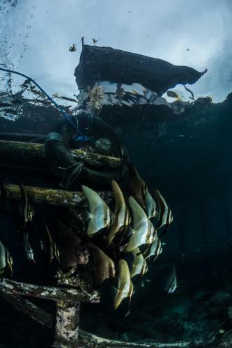 Hotel Raja Ampat Biodiversity Nature Resort