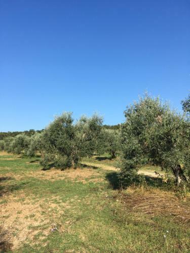 Agroturismo Il Bettarello