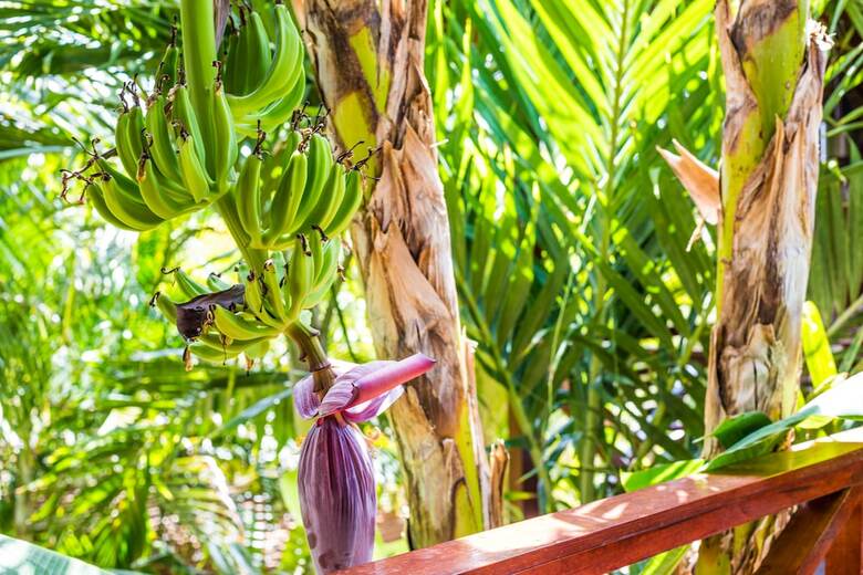 Hotel Bamboo Bonaire Boutique Resort