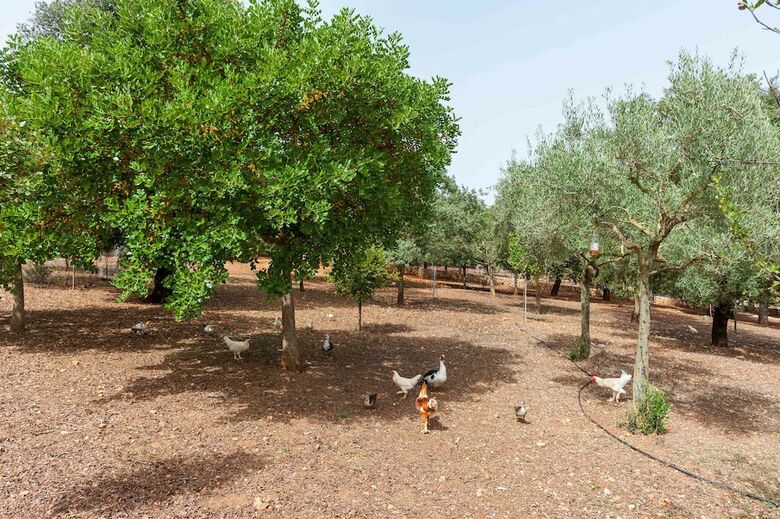 Villa Sa Mata Grossa