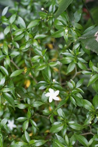 Desire Park Boutique Hotel