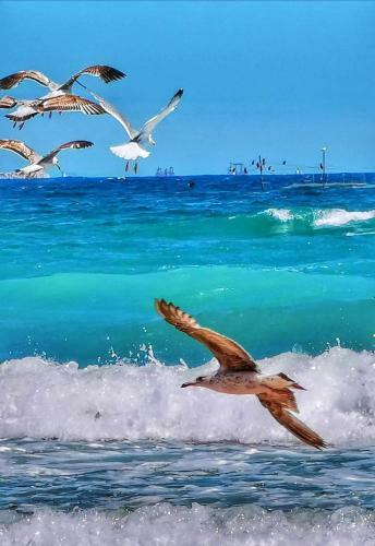 Apartamento Studio Sega Residence( Mamaia Nord)