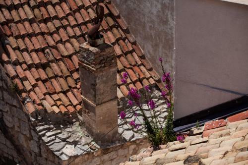 Apartamentos Komiza Provita Guesthouse