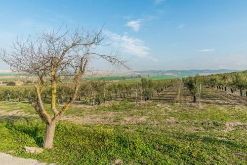 Vivienda Rural Olivar De San Telmo
