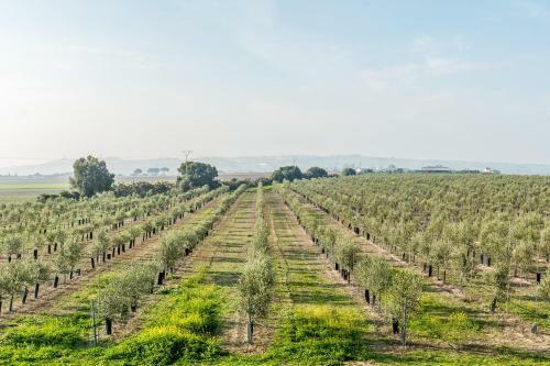 Vivienda Rural Olivar De San Telmo