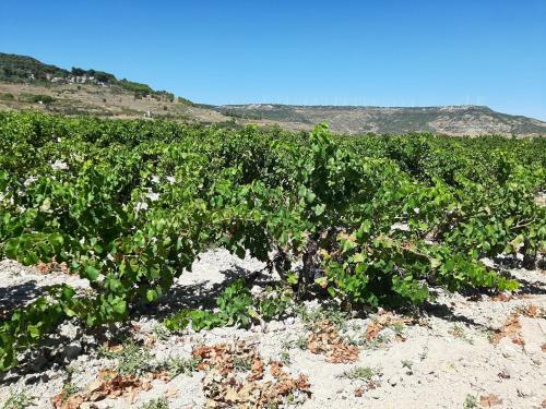 Agroturismo Casa Rural "garnacha De Borja"