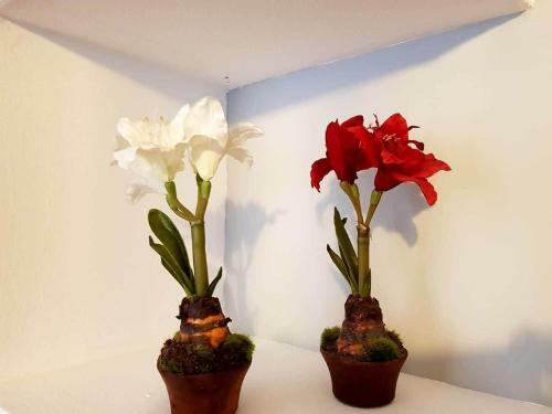 Apartamento Cortadura Beach
