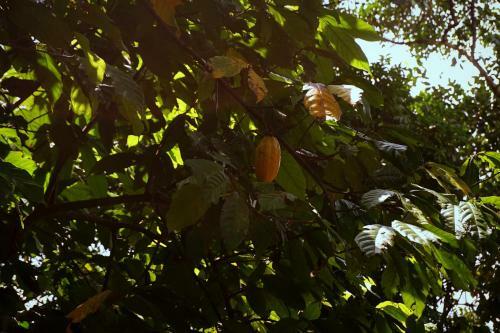 Kandy Nature Resort