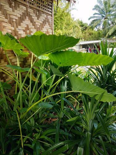 Agroturismo Meechok Organic Home