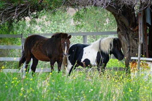 Hostal Olive Farm Of Datca Guesthouse