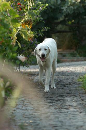 Hostal Olive Farm Of Datca Guesthouse