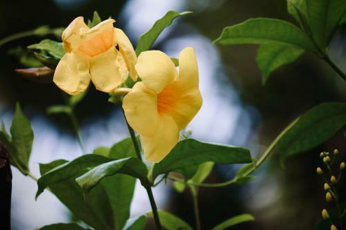 Bagan Billiken Hotel