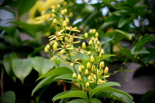 Bagan Billiken Hotel