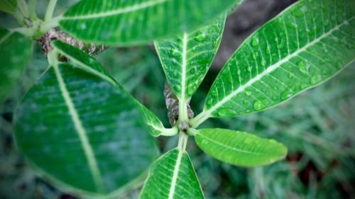 Bagan Billiken Hotel