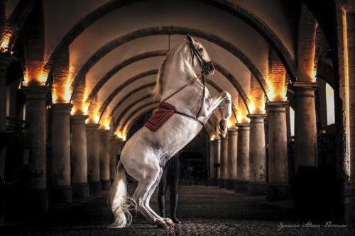 Apartamento Patio Del Alcazar