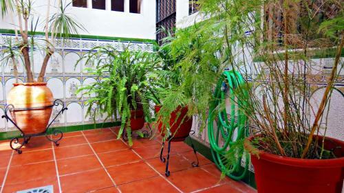 Apartamento Patio Del Alcazar