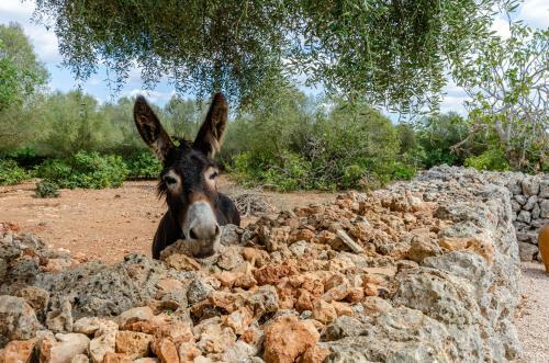Agroturismo Yourhouse Cal Tio I