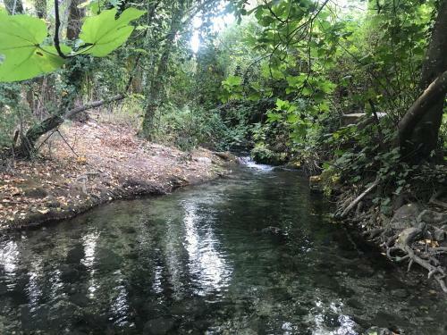 Bosque Alto