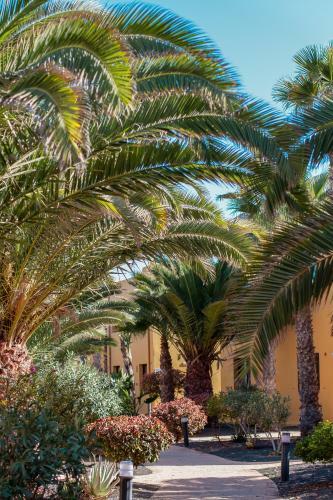 Oasis Fuerteventura Beach Apartments