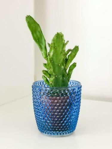 Endless Summer Apartment (san Valentin)