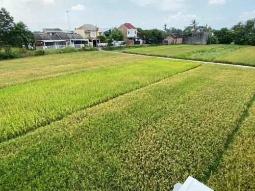 Villa Oasis Penthouse In Rice Field