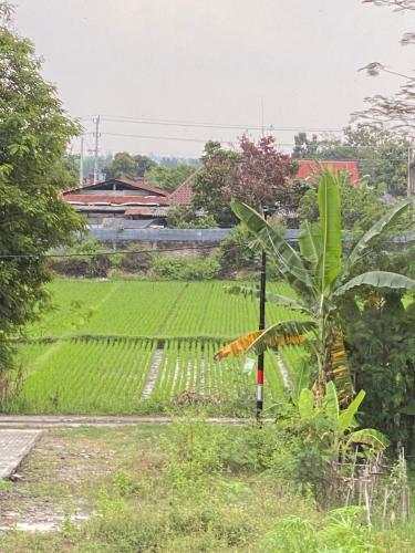 Villa Oasis Penthouse In Rice Field