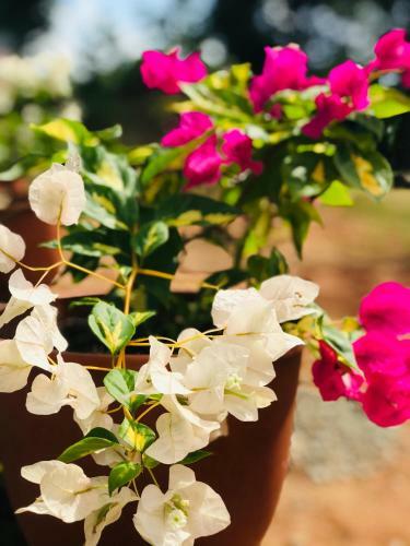 Hotel First Kingdom - Anuradhapura