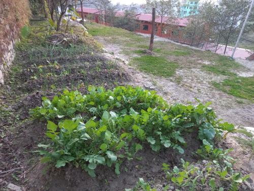 Hotel Green Palm Boutique Resort