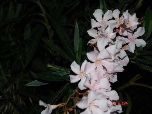 Terpsichore Apartments