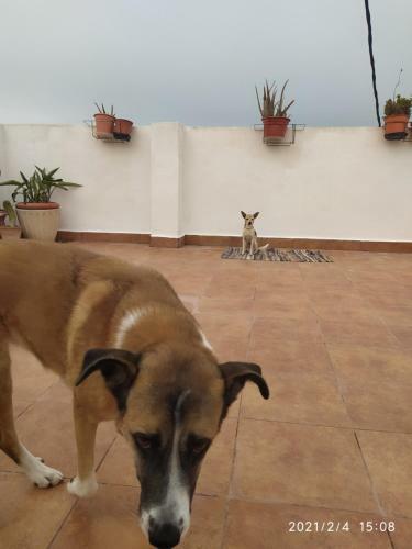 Apartamento �tico , Rooftop, El Perello Con Vistas Al Mar.