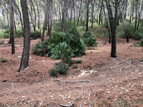 ***vacation Studio Apartment At Siesta Resort***