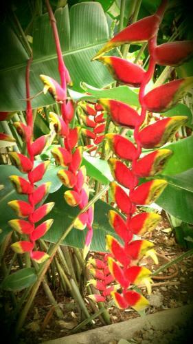Labellaventura
