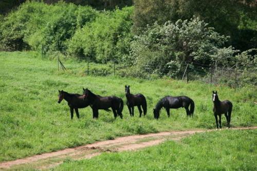 Agroturismo Finca El Zurrador