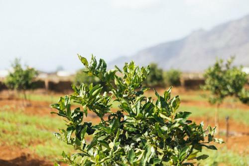 Agua Nueva 53