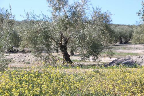 Apartamento Appartement El Balcon ( Cortijo La Cubertilla)