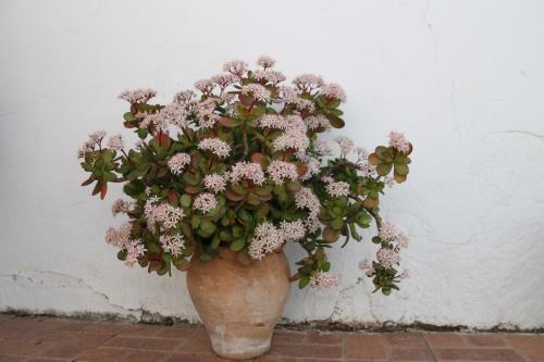Apartamento Appartement El Balcon ( Cortijo La Cubertilla)