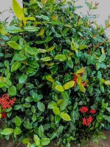 Little Home Stay Dambulla