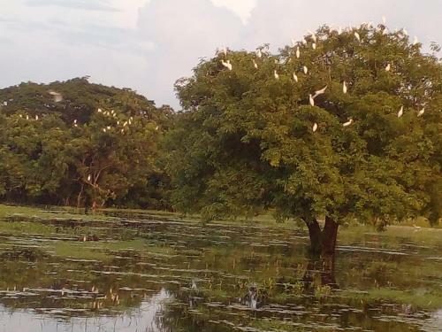 Lake Edge Dambulla
