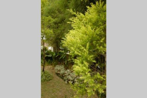 Villa The Pines Vimala Hills