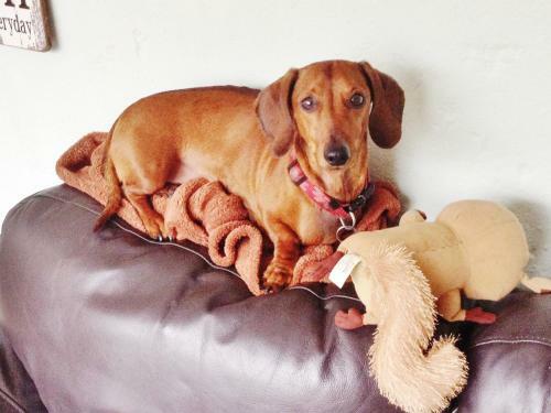 Must Love Dogs B&B & Self Contained Cottage