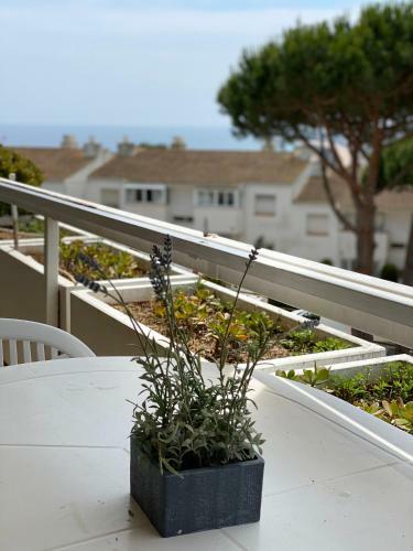 Petunias Apartments