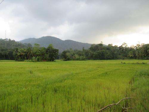Traveller's Choice Sinharaja